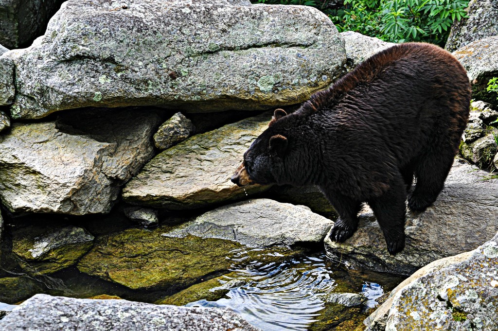A Thirsty Bear by peggysirk