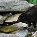 A Thirsty Bear by peggysirk