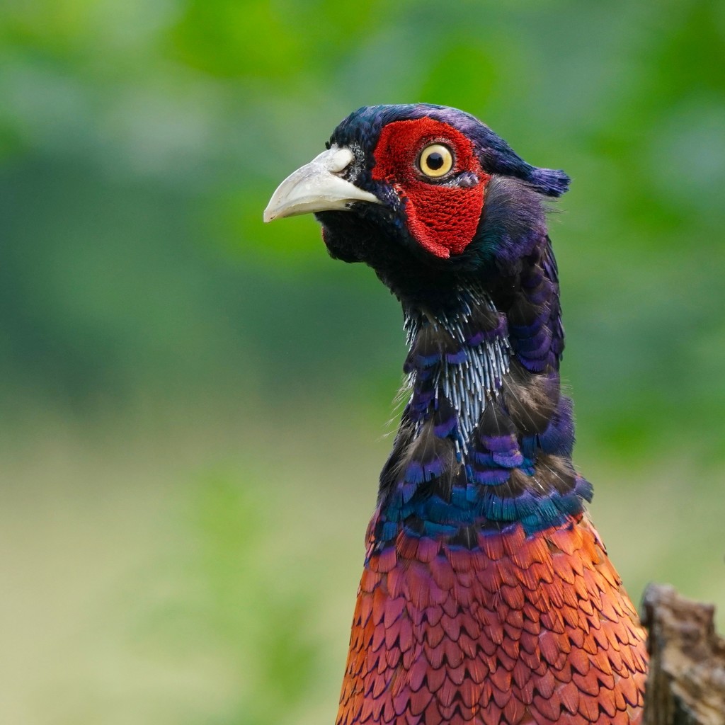 STARTLED PHEASANT by markp