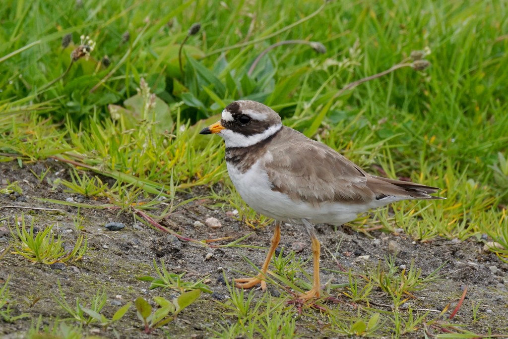 RINGED PLOVER by markp