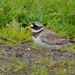 RINGED PLOVER by markp