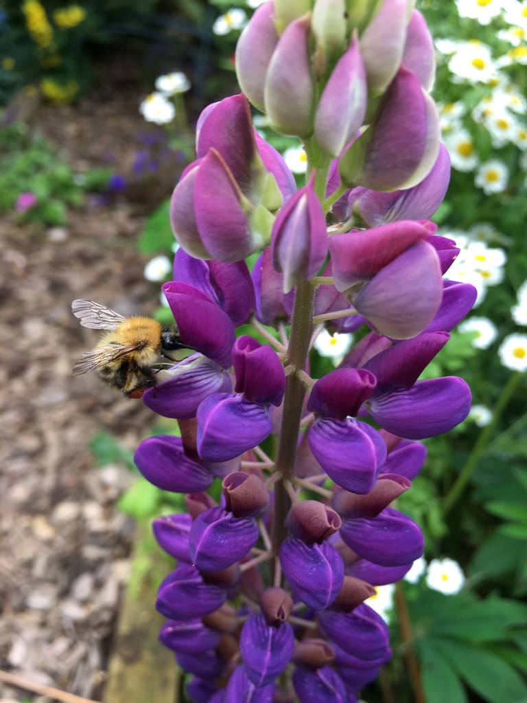 Lupin and bee by 365projectmaxine
