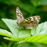 7th Jul 2017 - Speckled Wood