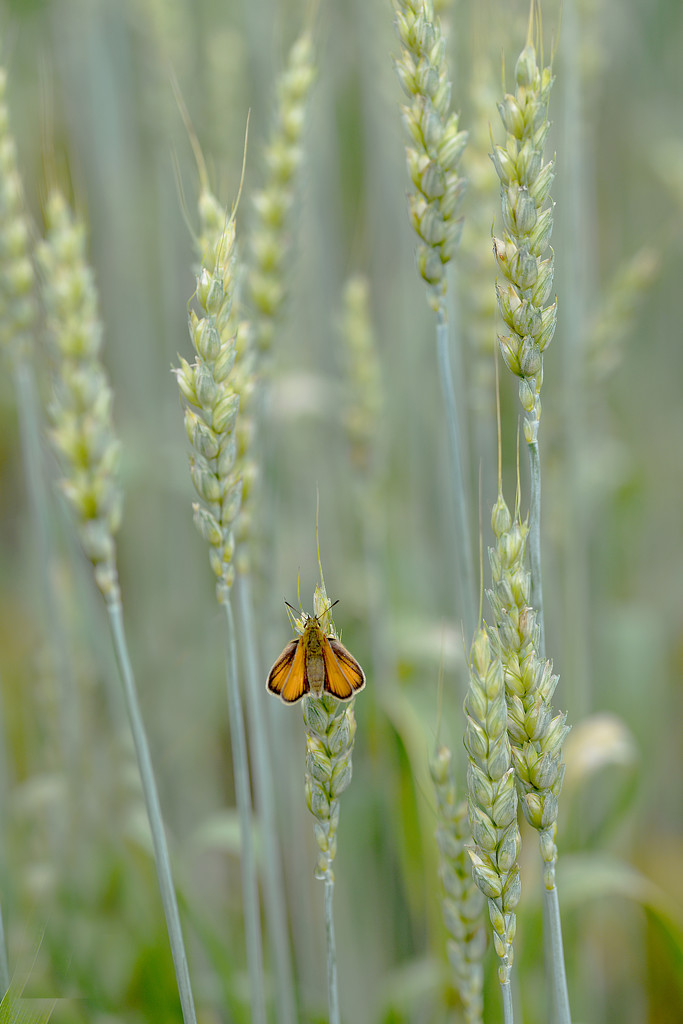 Little something in the wheat field! by fayefaye