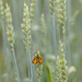 Little something in the wheat field! by fayefaye