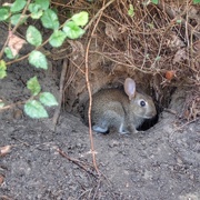 7th Jul 2017 - Bunny in a hole