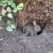 Bunny in a hole by mattjcuk