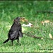Scruffy Mrs Blackbird by rosiekind