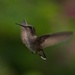 Mama Ruby Throated Hummingbird by berelaxed