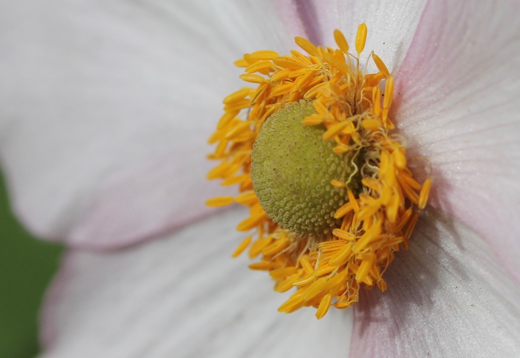 Memory Flowers by daffodill