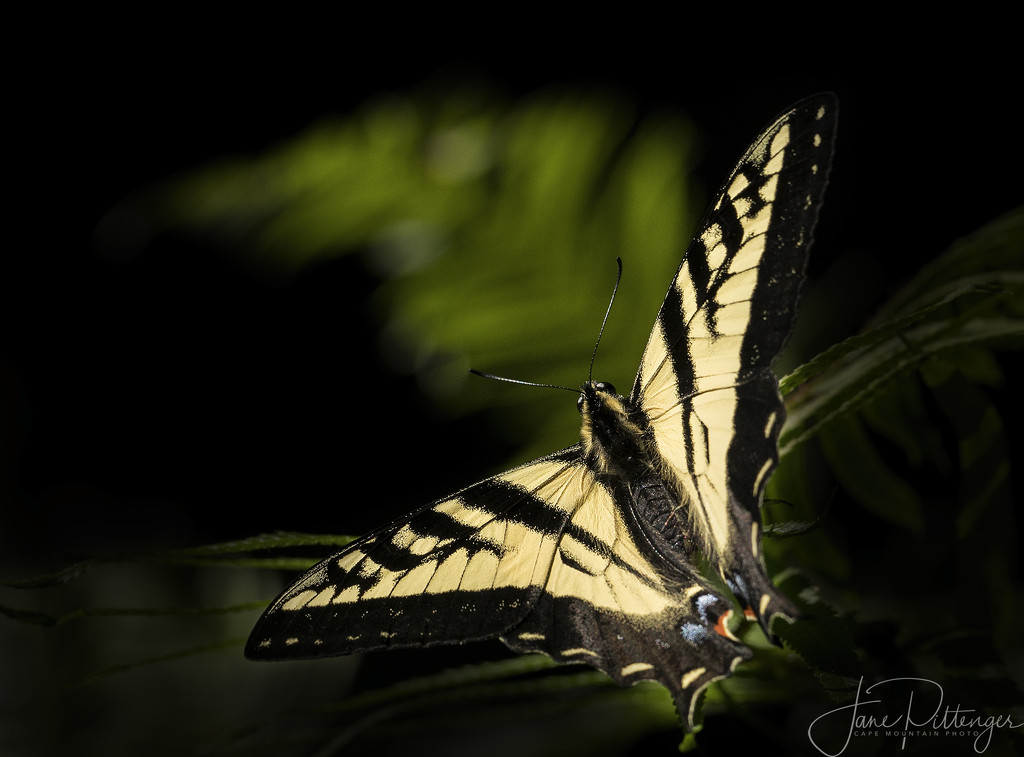 Swallowtail Butterfly by jgpittenger