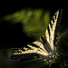 Swallowtail Butterfly by jgpittenger