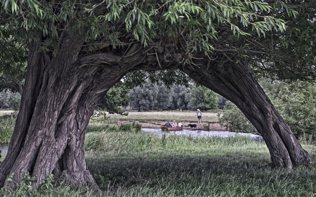 Through the Willow Tree by megpicatilly