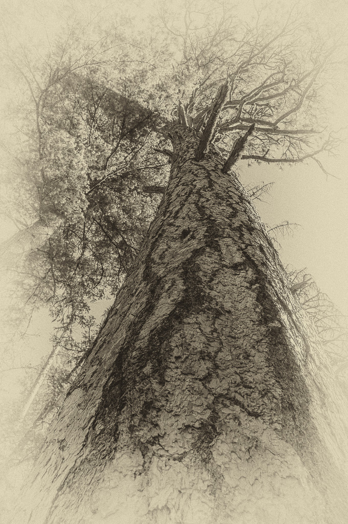Big Ol' Tree by 365karly1