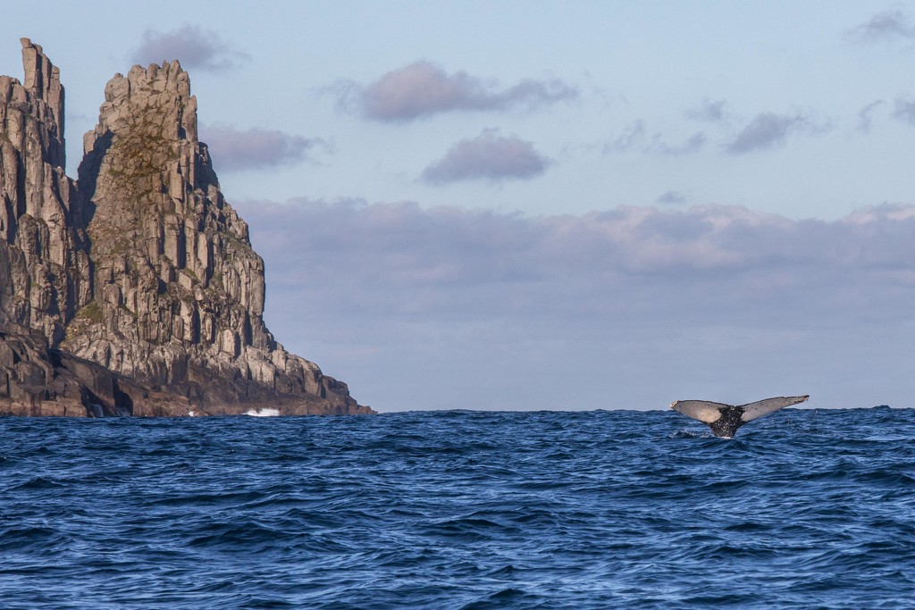 Whale at Tasman Island by jyokota