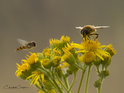 7th Jul 2017 - hover fly and honey bee