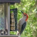 Mr. Woodpecker by mimiducky