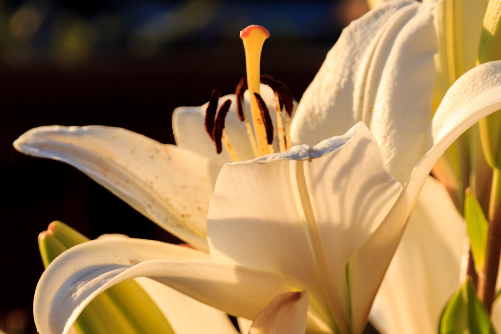 White Day Lily by clay88