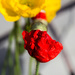 Red Poppy Blooming by clay88