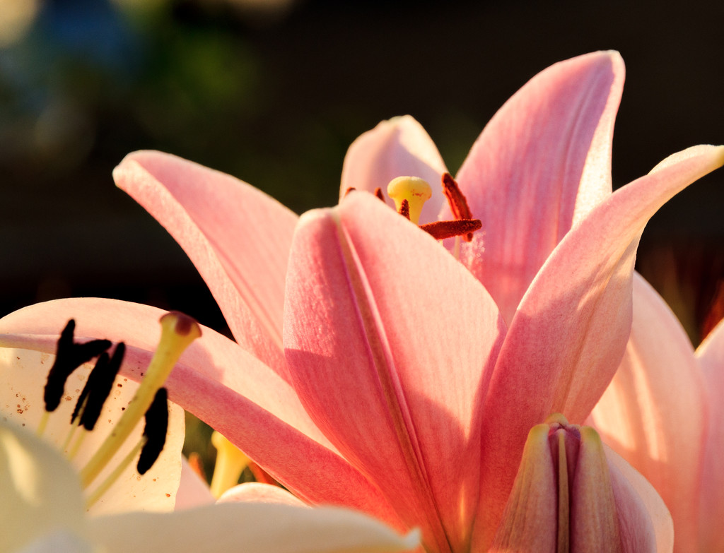 Pink Lily at Sunrise by clay88