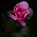 Blemished Rose by gardencat