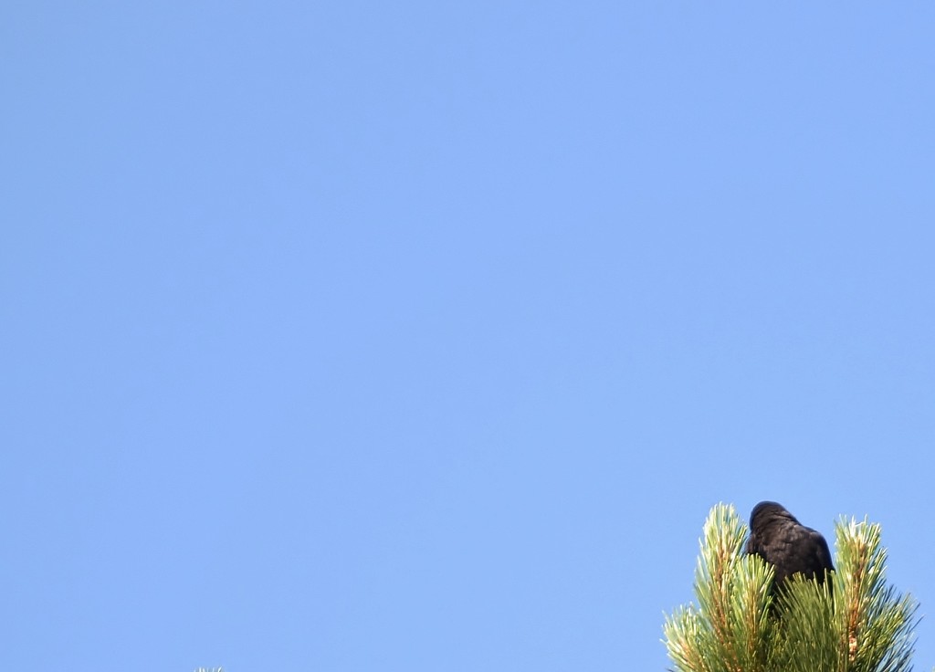 Blackbird high up by dmdfday