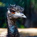 Emu by annied