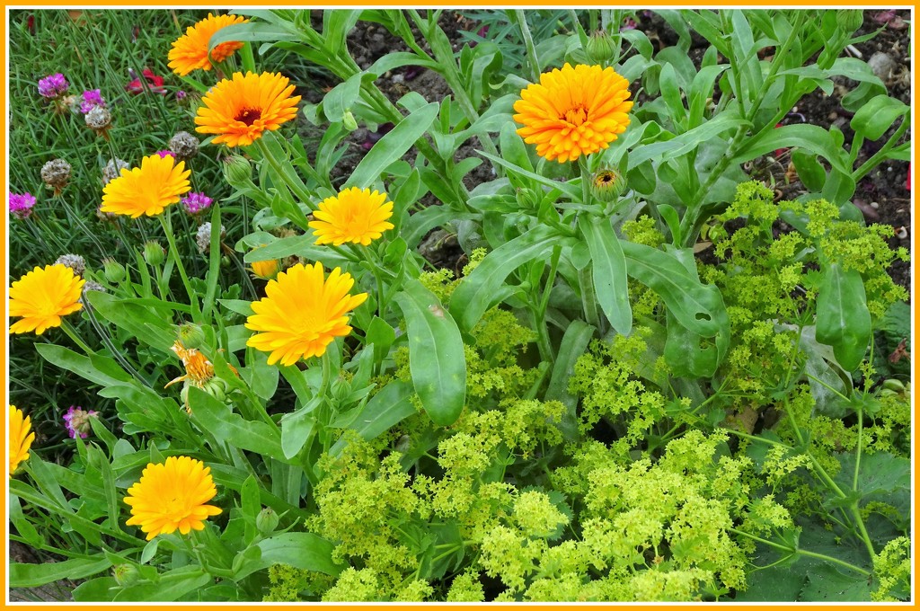 Marigolds and Lady's Mantle  by beryl