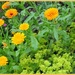 Marigolds and Lady's Mantle  by beryl