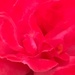 La Vie En Rose by gardenfolk