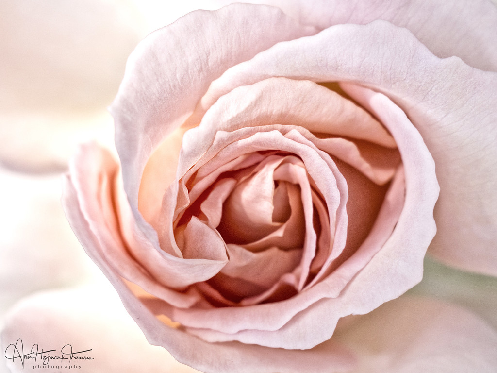 Pink Rose by atchoo