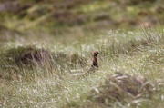 8th Jul 2017 - Red Grouse