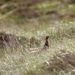 Red Grouse by jamibann