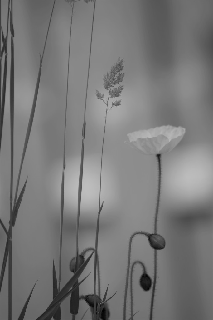 More poppies in mono..... by ziggy77