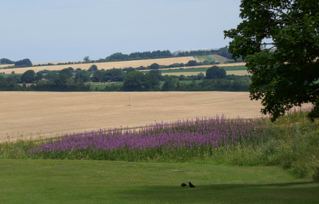 Wiltshire fields...... by susie1205