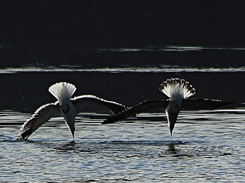 Synchronised seagulls by kiwinanna