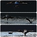 Seagull antics by kiwinanna