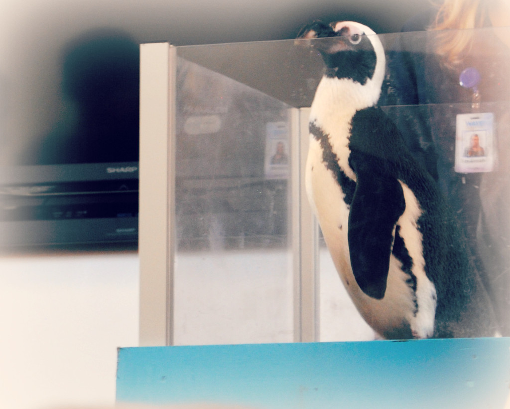 Penguin in a Box by alophoto