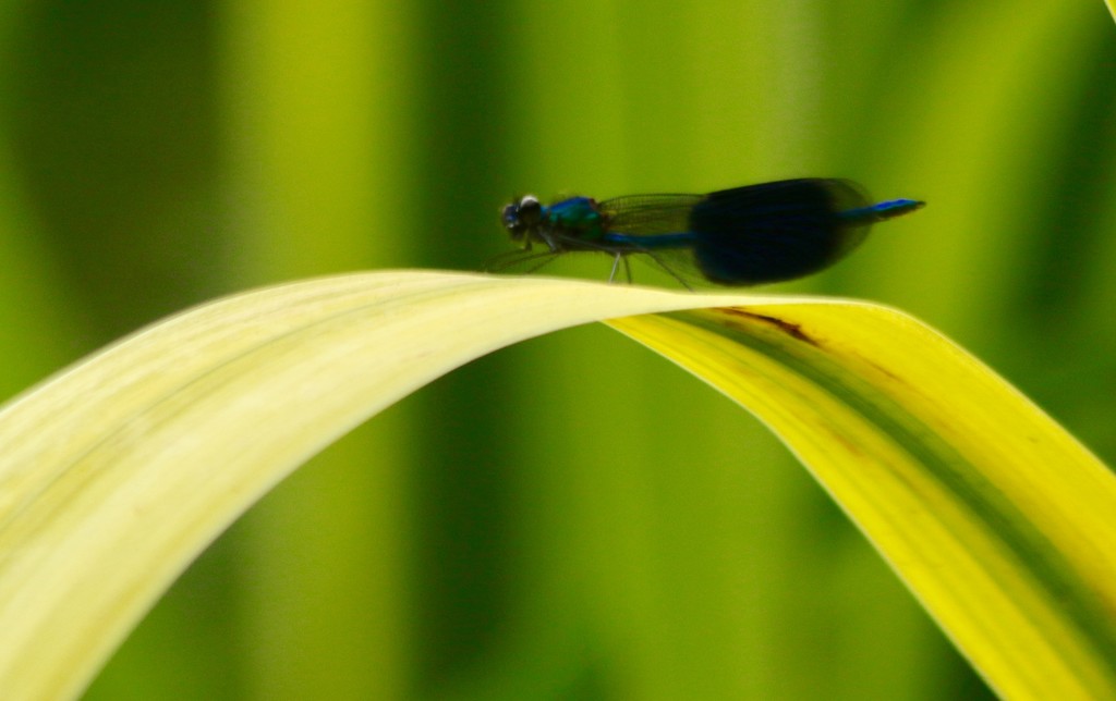 Banded demoiselle by orchid99