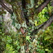 Climbing Ivy by nickspicsnz