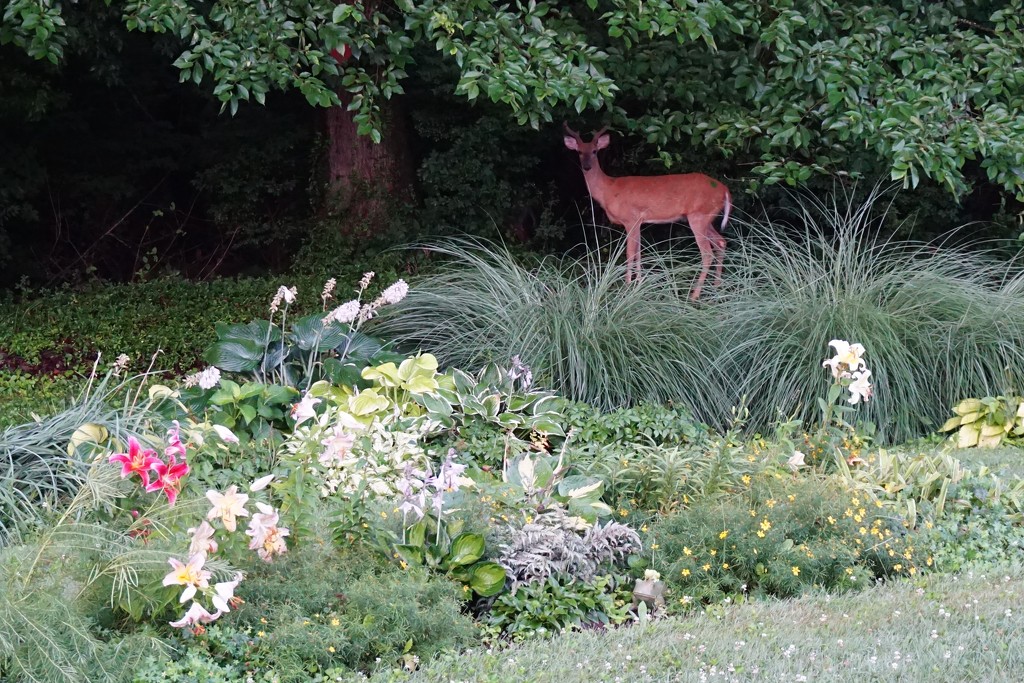 My garden and a photo bomber by tunia