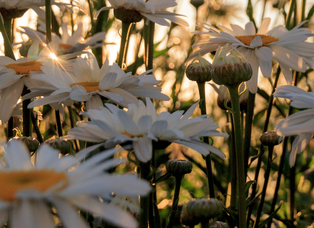 Daisies in the Sun by clay88