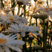 Daisies in the Sun by clay88
