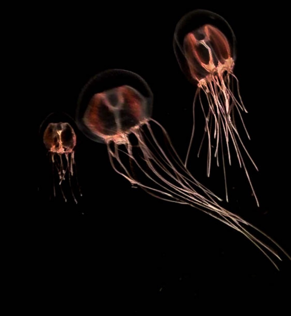 Electric Jellyfish by marylandgirl58