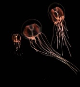 7th Jul 2017 - Electric Jellyfish