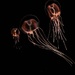 Electric Jellyfish by marylandgirl58