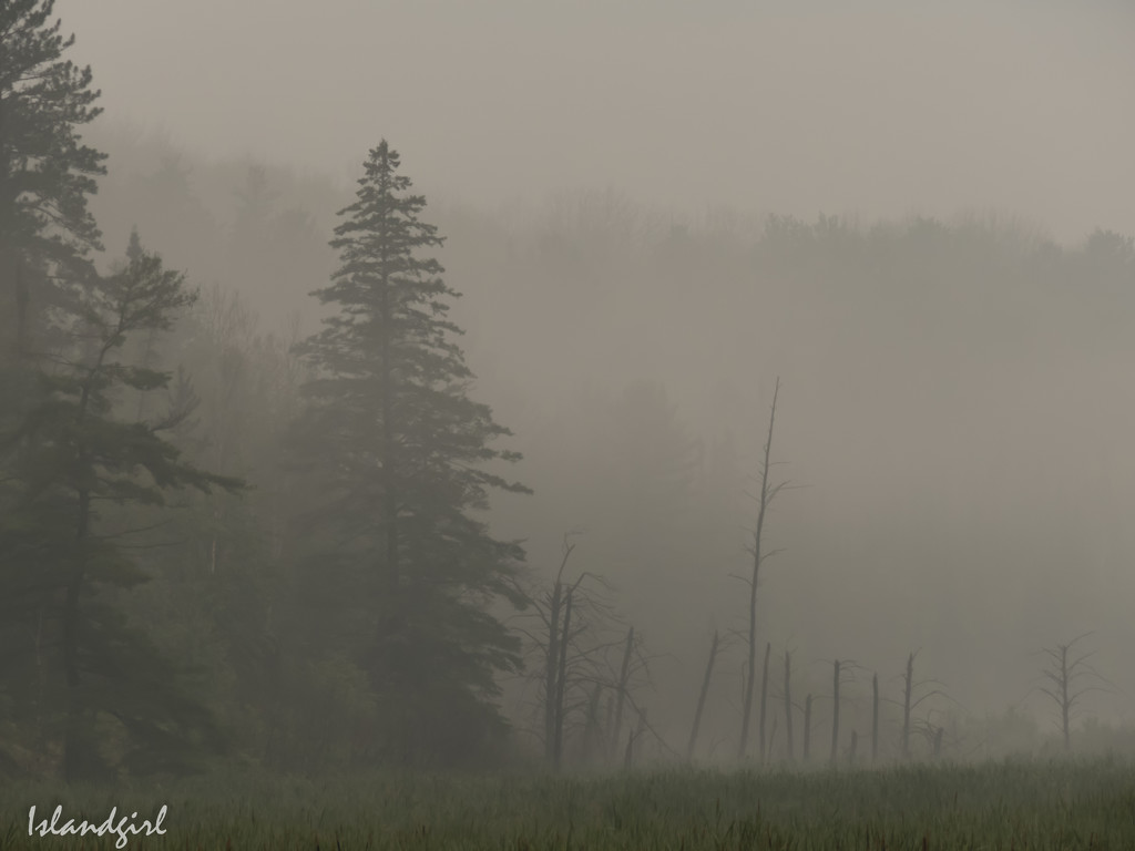 Foggy morning  by radiogirl