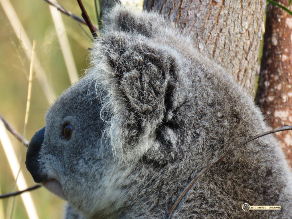 my best side by koalagardens