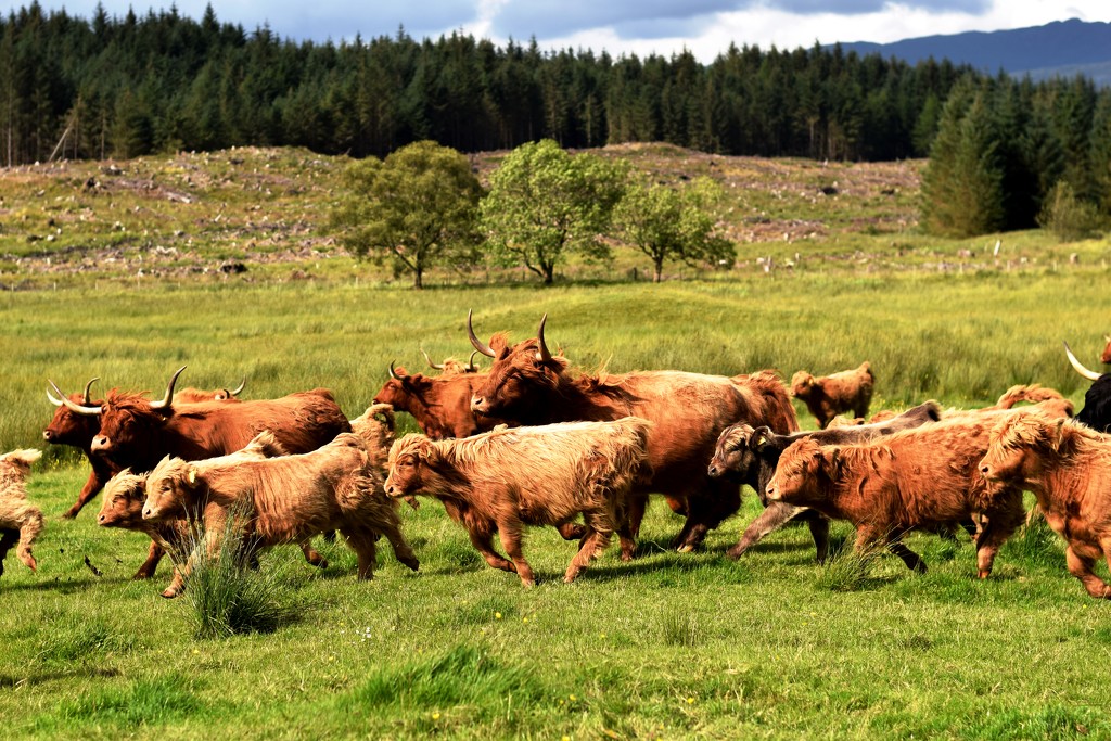 stampede by christophercox