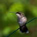 Hummingbird at rest by berelaxed